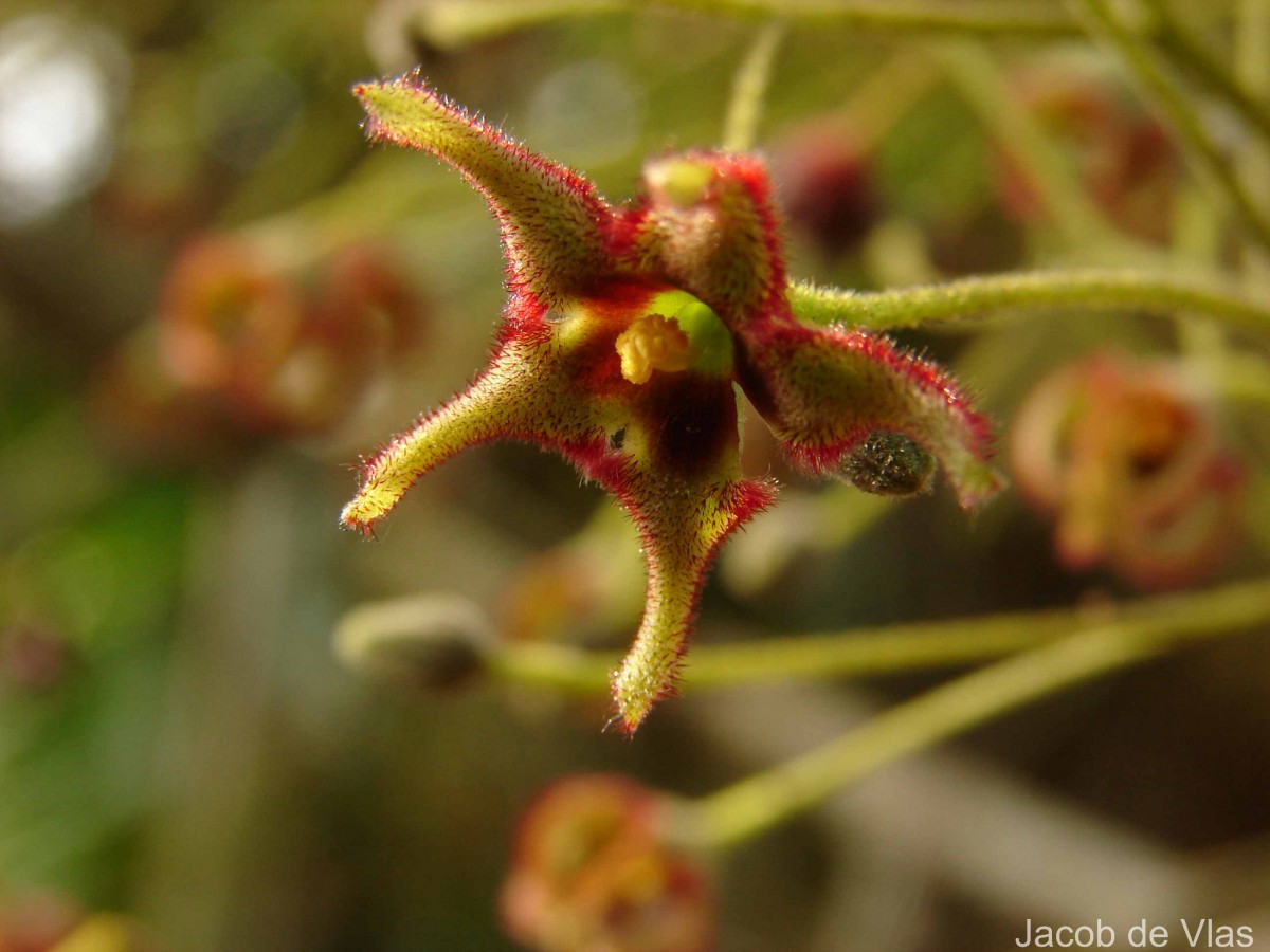 Sterculia balanghas L.